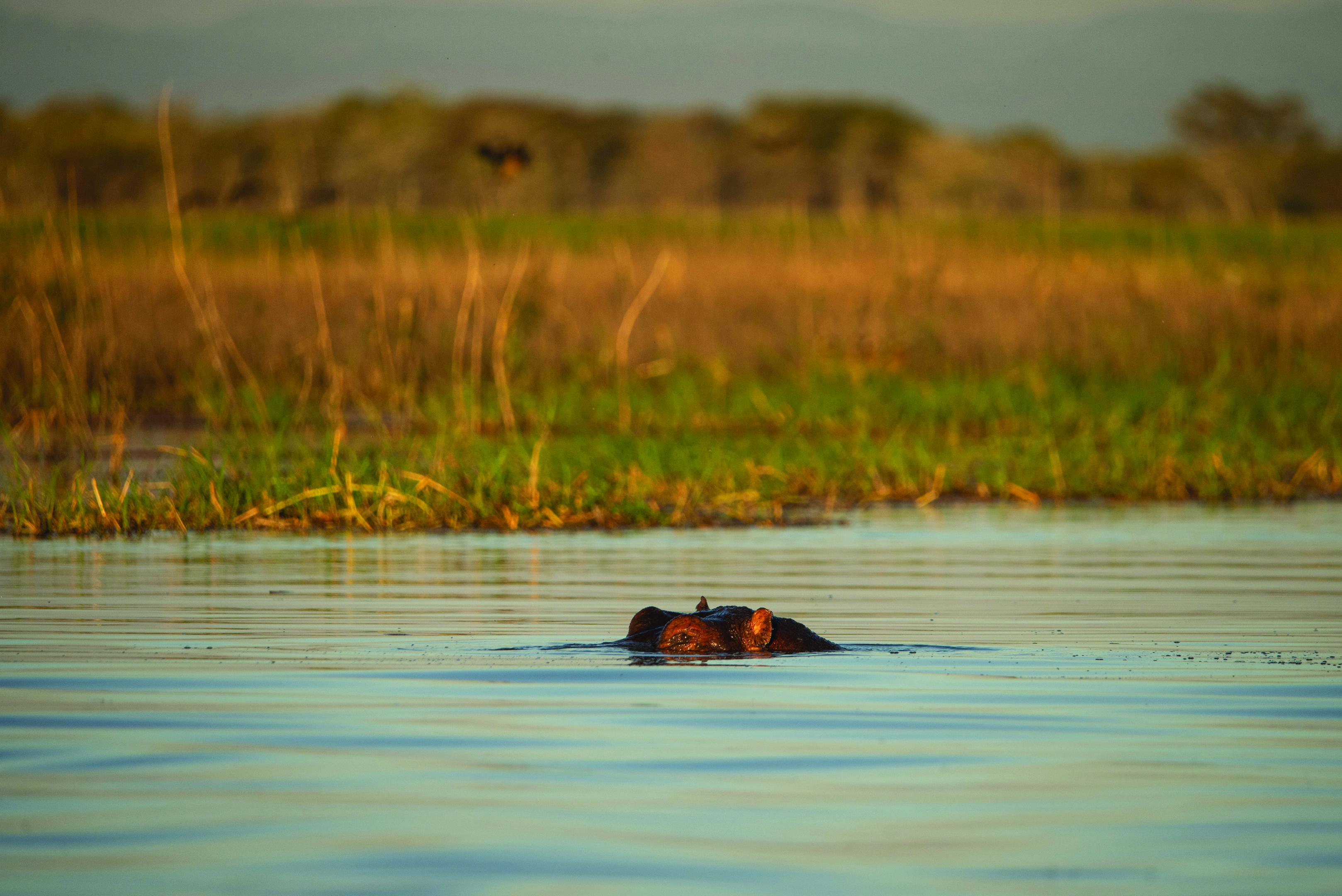 Hippo in Southern Tanzania